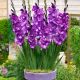 Gladiolus - Kim