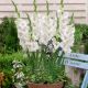 Gladiolus - Blondie