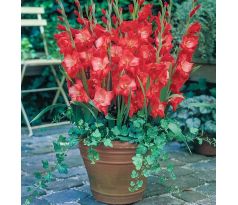 Gladiolus - Patty