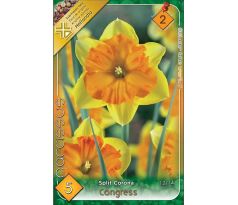 Narcissus Split Corona - Congress