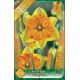 Narcissus Split Corona - Congress