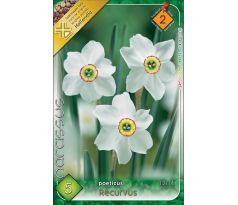 Narcissus - poeticus Recurvus