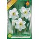 Narcissus - poeticus Recurvus