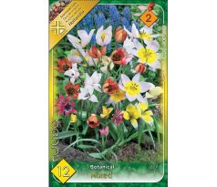 Tulipa botanical mix