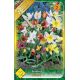 Tulipa botanical mix