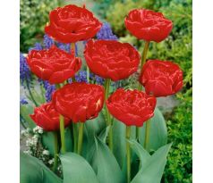 Tulipa - Miranda