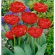 Tulipa - Miranda