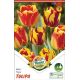 Tulipa - Duo Tiger