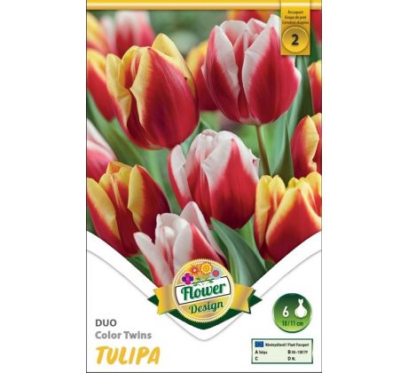 Tulipa - Duo Color Twins