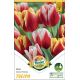 Tulipa - Duo Color Twins