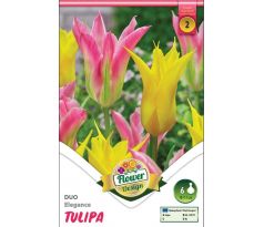 Tulipa - Duo Elegance