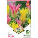 Tulipa - Duo Elegance