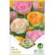 Tulipa - Trio Angel mix
