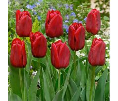 Tulipa Triumph - Seadov