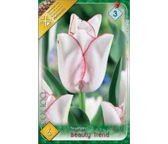 Tulipa Triumph - Beauty Trend