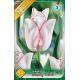 Tulipa Triumph - Beauty Trend