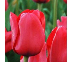 Tulipa Triumph - Ile de France