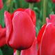 Tulipa Triumph - Ile de France