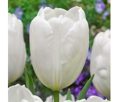 Tulipa Darwin Hybrid - Hakuun