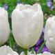 Tulipa Darwin Hybrid - Hakuun