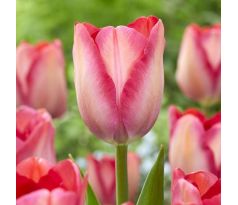 Tulipa Darwin Hybrid - Pink Sound