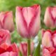 Tulipa Darwin Hybrid - Pink Sound