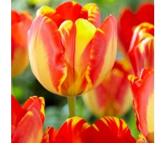 Tulipa Darwin Hybrid - Banja Luka