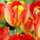 Tulipa Darwin Hybrid - Banja Luka