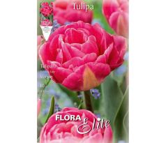 Tulipa - Voque
