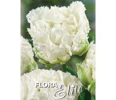 Tulipa - Snow Crystal