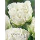 Tulipa - Snow Crystal
