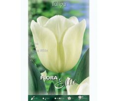 Tulipa Triumph - Agrass White