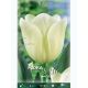 Tulipa Triumph - Agrass White