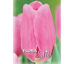 Tulipa Triumph - Mistress