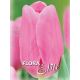 Tulipa Triumph - Mistress