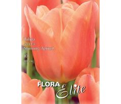 Tulipa Single Late - Stunning Apricot