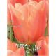 Tulipa Single Late - Stunning Apricot