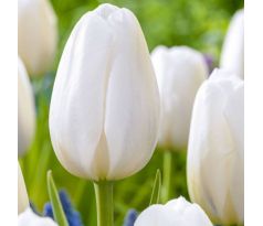 Tulipa Single Late - Clearwater