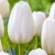 Tulipa Single Late - Clearwater