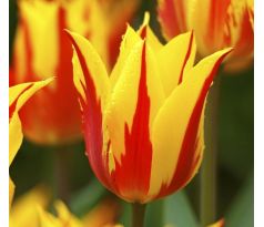 Tulipa - Firework