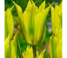 Tulipa Viridiflora - Green Mile