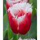 Tulipa - New Santa