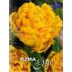 Tulipa - Exotic Sun