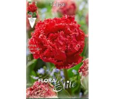 Tulipa - Qatar