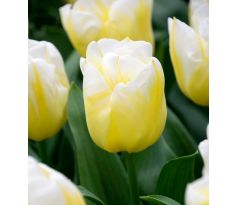Tulipa - Calgary Flames
