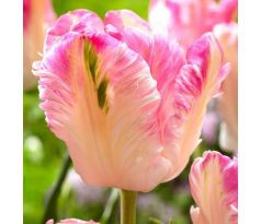 Tulipa Parrot - Cabanna
