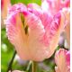 Tulipa Parrot - Cabanna