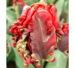 Tulipa Parrot - Rococo