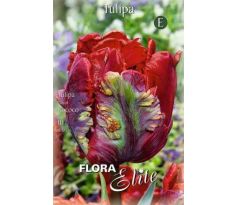 Tulipa Parrot - Rococo