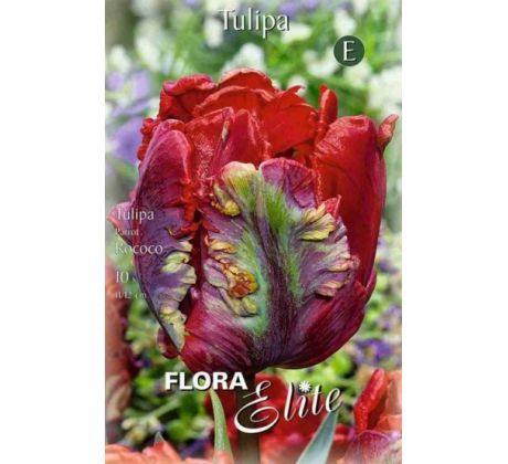 Tulipa Parrot - Rococo
